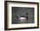 Wood Duck-Lynn M^ Stone-Framed Photographic Print