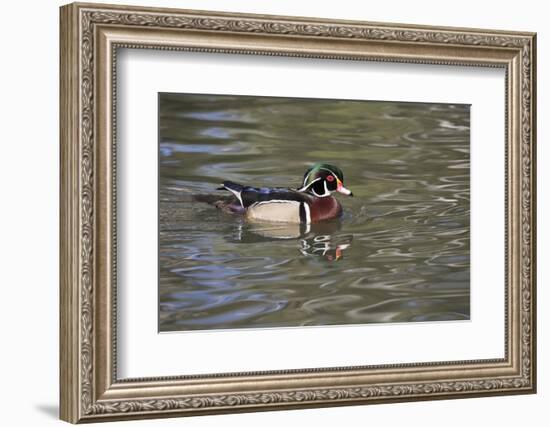 Wood Duck-Lynn M^ Stone-Framed Photographic Print