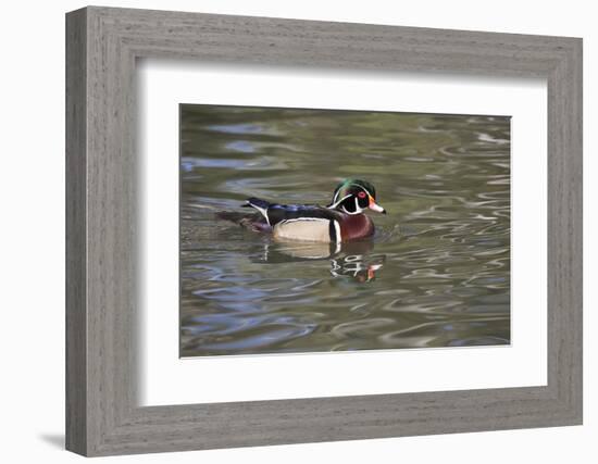 Wood Duck-Lynn M^ Stone-Framed Photographic Print