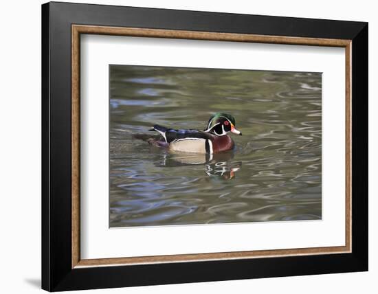 Wood Duck-Lynn M^ Stone-Framed Photographic Print