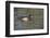 Wood Duck-Lynn M^ Stone-Framed Photographic Print