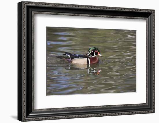 Wood Duck-Lynn M^ Stone-Framed Photographic Print