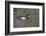 Wood Duck-Lynn M^ Stone-Framed Photographic Print