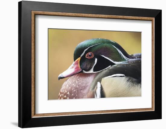 Wood duck-William Sutton-Framed Photographic Print