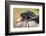 Wood duck-William Sutton-Framed Photographic Print