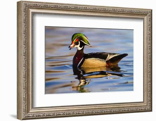 Wood Ducks (Aix Sponsa) Male in Pond-Larry Ditto-Framed Photographic Print