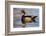 Wood Ducks (Aix Sponsa) Male in Pond-Larry Ditto-Framed Photographic Print