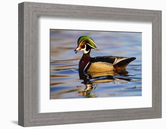 Wood Ducks (Aix Sponsa) Male in Pond-Larry Ditto-Framed Photographic Print