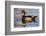 Wood Ducks (Aix Sponsa) Male in Pond-Larry Ditto-Framed Photographic Print