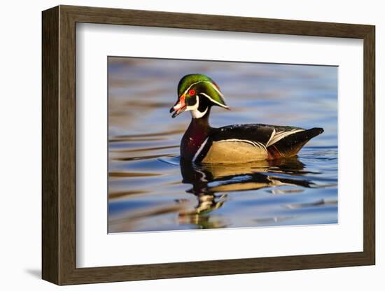 Wood Ducks (Aix Sponsa) Male in Pond-Larry Ditto-Framed Photographic Print