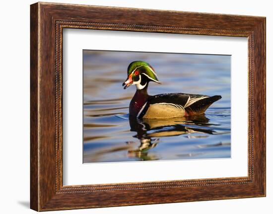 Wood Ducks (Aix Sponsa) Male in Pond-Larry Ditto-Framed Photographic Print