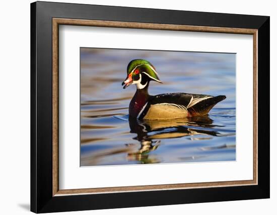 Wood Ducks (Aix Sponsa) Male in Pond-Larry Ditto-Framed Photographic Print