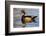 Wood Ducks (Aix Sponsa) Male in Pond-Larry Ditto-Framed Photographic Print