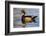 Wood Ducks (Aix Sponsa) Male in Pond-Larry Ditto-Framed Photographic Print