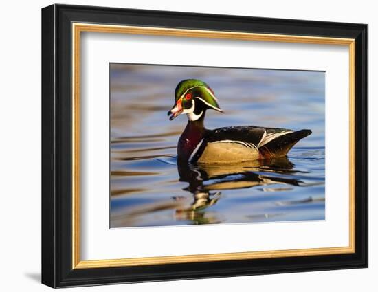 Wood Ducks (Aix Sponsa) Male in Pond-Larry Ditto-Framed Photographic Print