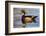 Wood Ducks (Aix Sponsa) Male in Pond-Larry Ditto-Framed Photographic Print