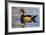 Wood Ducks (Aix Sponsa) Male in Pond-Larry Ditto-Framed Photographic Print