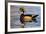 Wood Ducks (Aix Sponsa) Male in Pond-Larry Ditto-Framed Photographic Print