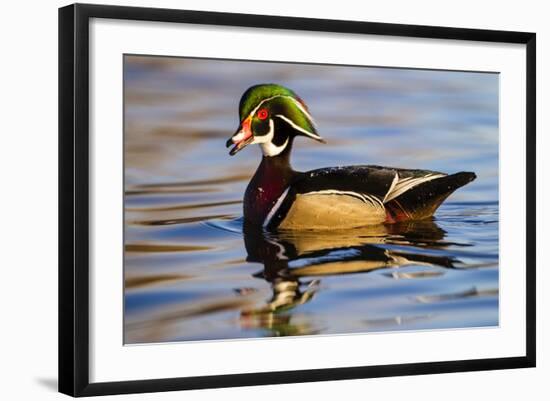 Wood Ducks (Aix Sponsa) Male in Pond-Larry Ditto-Framed Photographic Print