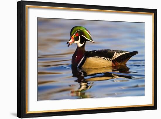 Wood Ducks (Aix Sponsa) Male in Pond-Larry Ditto-Framed Photographic Print