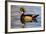 Wood Ducks (Aix Sponsa) Male in Pond-Larry Ditto-Framed Photographic Print