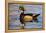 Wood Ducks (Aix Sponsa) Male in Pond-Larry Ditto-Framed Premier Image Canvas