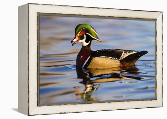 Wood Ducks (Aix Sponsa) Male in Pond-Larry Ditto-Framed Premier Image Canvas