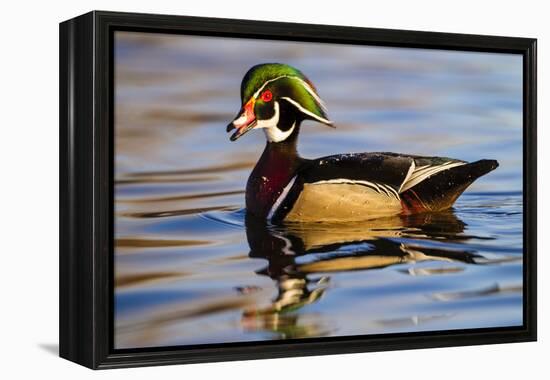 Wood Ducks (Aix Sponsa) Male in Pond-Larry Ditto-Framed Premier Image Canvas