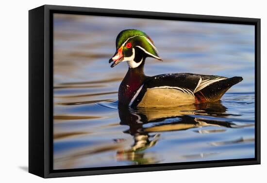 Wood Ducks (Aix Sponsa) Male in Pond-Larry Ditto-Framed Premier Image Canvas