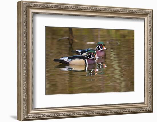 Wood Ducks, British Columbia, Canada-Art Wolfe-Framed Photographic Print