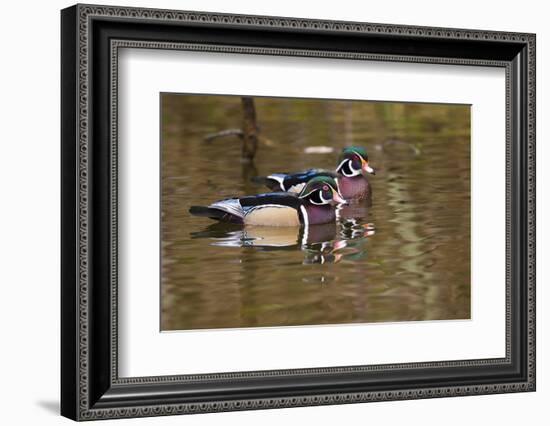 Wood Ducks, British Columbia, Canada-Art Wolfe-Framed Photographic Print