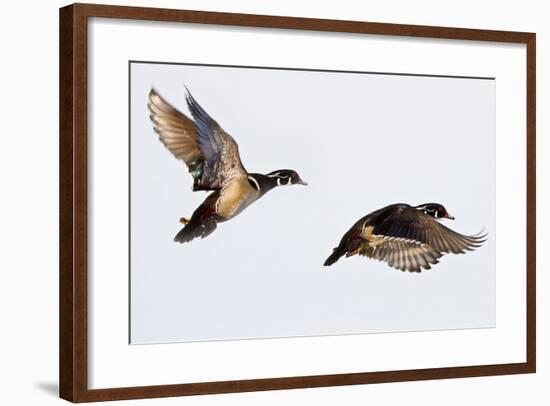 Wood Ducks Two Males in Flight in Wetland, Marion, Illinois, Usa-Richard ans Susan Day-Framed Photographic Print