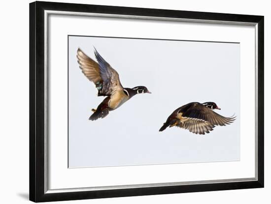 Wood Ducks Two Males in Flight in Wetland, Marion, Illinois, Usa-Richard ans Susan Day-Framed Photographic Print