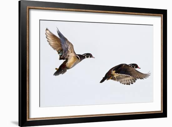 Wood Ducks Two Males in Flight in Wetland, Marion, Illinois, Usa-Richard ans Susan Day-Framed Photographic Print