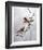 Wood Ducks-Chris Forrest-Framed Limited Edition