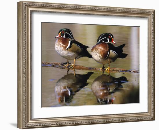 Wood Ducks-null-Framed Photographic Print