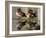 Wood Ducks-null-Framed Photographic Print