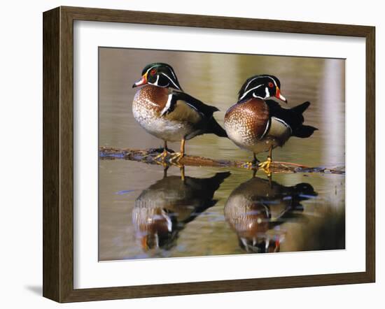 Wood Ducks-null-Framed Photographic Print