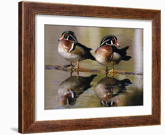 Wood Ducks--Framed Photographic Print