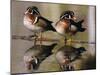 Wood Ducks-null-Mounted Photographic Print
