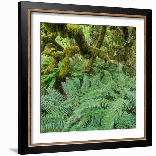 Wood, Ferns, Fiordland National Park, Southland, South Island, New Zealand-Rainer Mirau-Framed Photographic Print