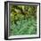 Wood, Ferns, Fiordland National Park, Southland, South Island, New Zealand-Rainer Mirau-Framed Photographic Print