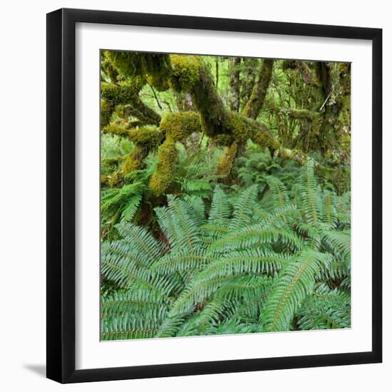 Wood, Ferns, Fiordland National Park, Southland, South Island, New Zealand-Rainer Mirau-Framed Photographic Print