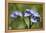 Wood Forget-Me-Not (Myosotis Sylvatica) Flowers, Cornwall, England, United Kingdom-Nick Upton-Framed Premier Image Canvas
