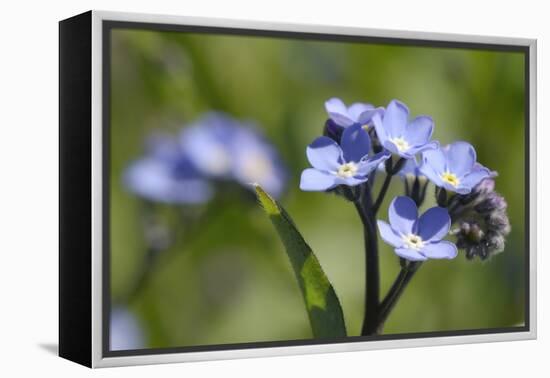 Wood Forget-Me-Not (Myosotis Sylvatica) Flowers, Cornwall, England, United Kingdom-Nick Upton-Framed Premier Image Canvas