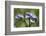 Wood Forget-Me-Not (Myosotis Sylvatica) Flowers, Cornwall, England, United Kingdom-Nick Upton-Framed Photographic Print