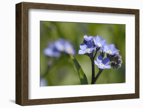 Wood Forget-Me-Not (Myosotis Sylvatica) Flowers, Cornwall, England, United Kingdom-Nick Upton-Framed Photographic Print