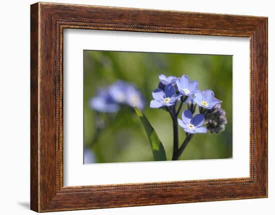 Wood Forget-Me-Not (Myosotis Sylvatica) Flowers, Cornwall, England, United Kingdom-Nick Upton-Framed Photographic Print