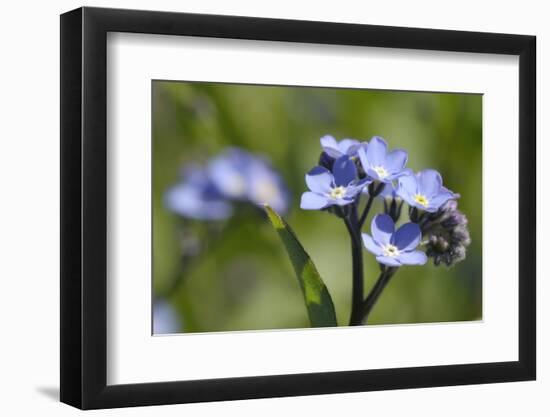 Wood Forget-Me-Not (Myosotis Sylvatica) Flowers, Cornwall, England, United Kingdom-Nick Upton-Framed Photographic Print