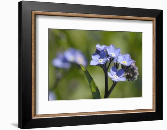 Wood Forget-Me-Not (Myosotis Sylvatica) Flowers, Cornwall, England, United Kingdom-Nick Upton-Framed Photographic Print